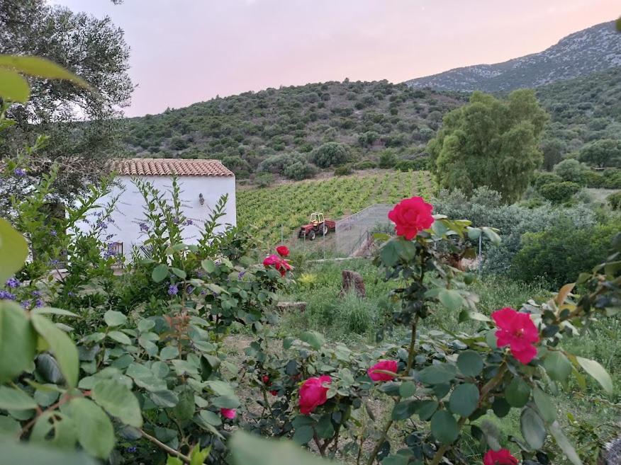 Agriturismo Sa Conca Ruia Orosei Extérieur photo