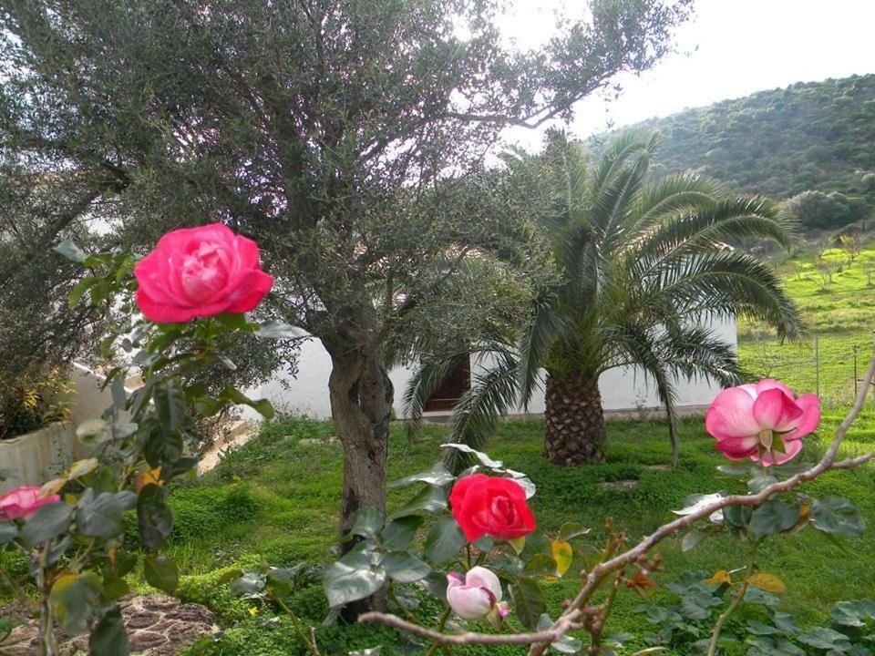 Agriturismo Sa Conca Ruia Orosei Extérieur photo